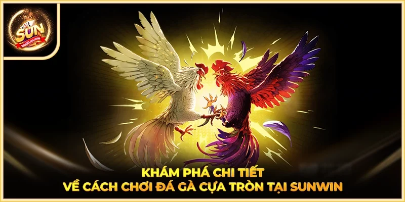 Khám phá chi tiết về cách chơi đá gà cựa tròn tại SUNWIN